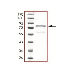 Abcam AB101503-10UG Human Recombinant CAMK1G (from Baculovirus (Insect cells)) (1/EA)
