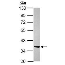 Abcam AB101518-50UL Anti-ATPAF1 Rabbit Polyclonal Antibody (1/EA)