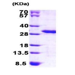 Abcam AB101639-250UG Human Recombinant PREI3 (from E. coli) (1/EA)