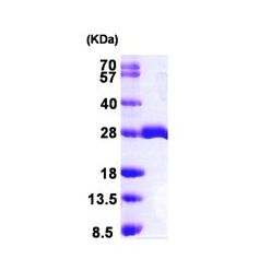 Abcam AB102026-100UG Human Recombinant Mob1A (from E. coli) (1/EA)