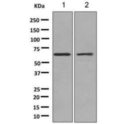 Abcam AB151747-100UL Anti-CDC42EP1 Rabbit Monoclonal Antibody [clone: EPR10129(B)] (1/EA)