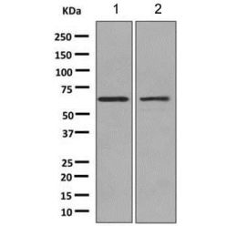 Abcam AB151747-1ML Anti-CDC42EP1 Rabbit Monoclonal Antibody [clone: EPR10129(B)] (1/EA)