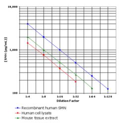 Enzo ADI-900-209 SMN ELISA kit (96 wells)