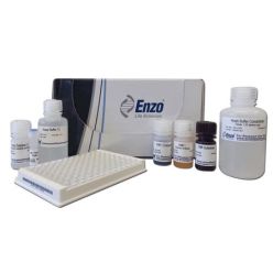 Enzo ADI-900-226-0001 KIM-1 (human) ELISA kit (96 wells)