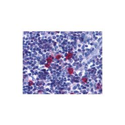 Enzo ADI-905-305-100 BAFF receptor (CT) BR3 polyclonal antibody (100 µg)