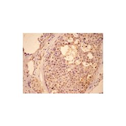 Enzo ADI-905-638-100 Bad monoclonal antibody (5E6) (100 µg)