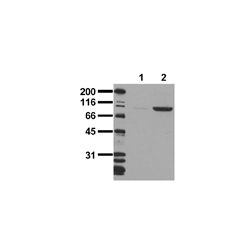 Enzo ADI-905-645-100 [pTyr1150/Tyr1151]Insulin receptor monoclonal antibody (10C3) (100 µg)