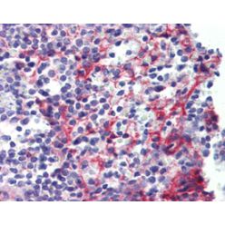 Enzo ADI-905-682-100 PDGF receptor β monoclonal antibody (42G12) (100 µg)