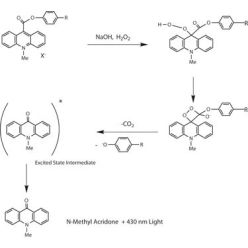 Enzo ADI-907-001 Chemiluminescent labeling kit (5 Reactions)