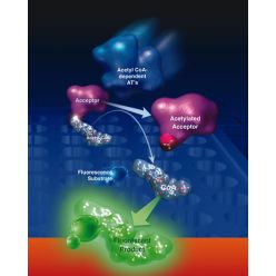 Enzo ADI-907-026 Acetyltransferase activity kit (96 wells)
