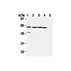 Enzo ADI-AAM-050-E XIAP monoclonal antibody (2F1) (100 µg)