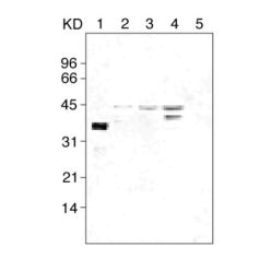Enzo ADI-AAM-114-E Caspase-4 monoclonal antibody (4B9) (100 µg)