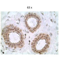 Enzo ADI-AAM-118-E Caspase-8 monoclonal antibody (5F7) (100 µg)