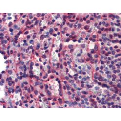 Enzo ADI-AAM-127-E Caspase-7 monoclonal antibody (7-1-11) (100 µg)