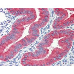 Enzo ADI-AAM-175-E Cytochrome c monoclonal antibody (7H8.2C12) (100 µg)