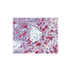 Enzo ADI-AAP-113-D Caspase-3 polyclonal antibody (50 µg)