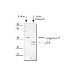 Enzo ADI-AAP-149-E Caspase-9 polyclonal antibody (100 µg)
