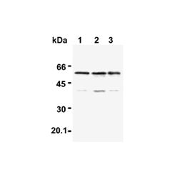Enzo ADI-AAP-426-E TRAF6 polyclonal antibody (100 µl)
