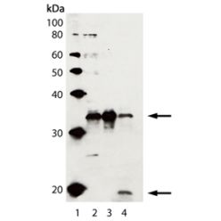Enzo ADI-AAS-103-D Caspase-3 polyclonal antibody (50 µl)