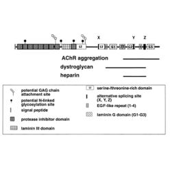 Enzo ADI-AGR-530-D Agrin monoclonal antibody (Agr-131) (50 µg)