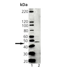 Enzo ADI-CSA-630-D Tapasin polyclonal antibody (50 µg)
