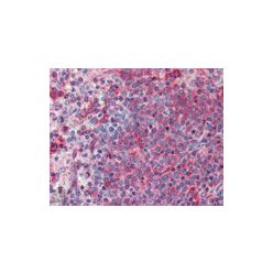 Enzo ADI-CSA-815-D TNF receptor 1 polyclonal antibody (50 µg)
