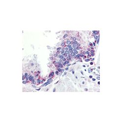 Enzo ADI-CSA-836-E APRIL polyclonal antibody (100 µg)
