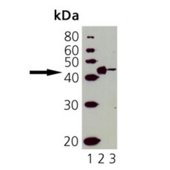 Enzo ADI-CSS-180-D CD40 polyclonal antibody (50 µg)