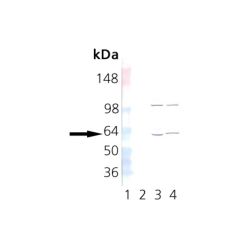 Enzo ADI-CTA-123-F TCP-1 α monoclonal antibody (23c) (200 µg)