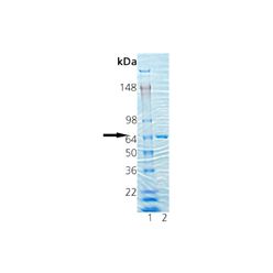 Enzo ADI-ESP-502-D HSP70-A1 (low endotoxin) (mouse), (recombinant) (50 µg)