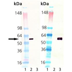 Enzo ADI-ESP-540-D HSP60 (low endotoxin) (human), (recombinant) (50 µg)
