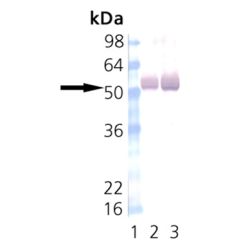 Enzo ADI-KAM-CA002-F CaMKII monoclonal antibody (6G9) (200 µg)
