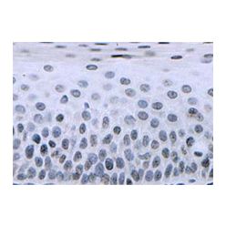 Enzo ADI-KAM-CC006-E CENP-A monoclonal antibody (3-19) (100 µg)