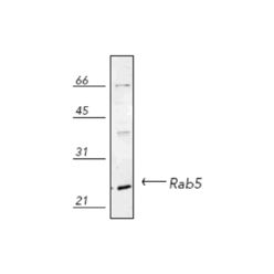 Enzo ADI-KAP-GP006-E RAB5 polyclonal antibody (100 µg)