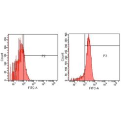 Enzo ADI-KAP-MA001-F Erk1/2 polyclonal antibody (200 µg)