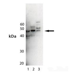 Enzo ADI-KAP-MA003-E MEK5 polyclonal antibody (100 µg)