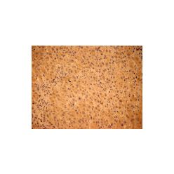 Enzo ADI-KAP-PK112-F PDK1 polyclonal antibody (200 µg)