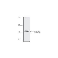 Enzo ADI-KAP-ST002-E GSK-3β polyclonal antibody (100 µg)