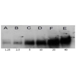 Enzo ADI-KAP-TF120-E Acetylated Lysine polyclonal antibody (100 µg)