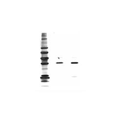 Enzo ADI-KAP-TF1213-E Methylated Lysine polyclonal antibody (HRP conjugate) (100 µg)