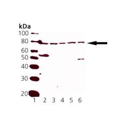 Enzo ADI-KAP-TF125-F Nrf2 polyclonal antibody (200 µg)