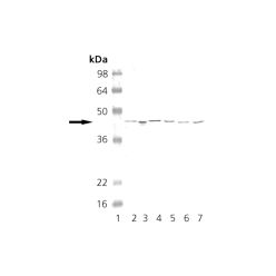 Enzo ADI-KAS-PK017-F PKA (CT) polyclonal antibody (200 µg)