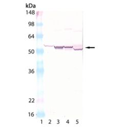 Enzo ADI-MFO-100-F Cytochrome P450 polyclonal antibody (200 µg)