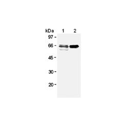 Enzo ADI-MSA-225-E GAD65/67 monoclonal antibody (9A6) (100 µg)