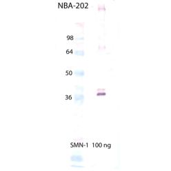 Enzo ADI-NBA-202-200 SMN1 monoclonal antibody (2B1) (200 µg)