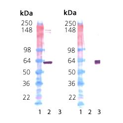 Enzo ADI-NSP-540-E HSP60 (human), (recombinant) (100 µg)