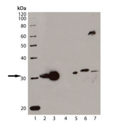 Enzo ADI-OSA-110-F HO-1 monoclonal antibody (HO-1-1) (200 µg)