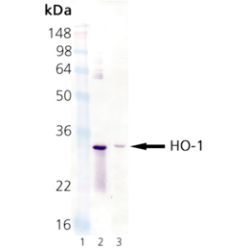 Enzo ADI-OSA-111-F HO-1 monoclonal antibody (HO-1-2) (200 µg)