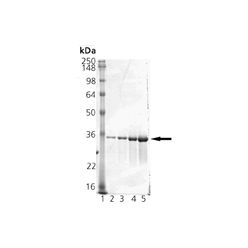 Enzo ADI-OSP-450-D Biliverdin Reductase (rat), (recombinant) (50 µg)