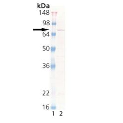 Enzo ADI-PLA-100-D Dehydrin (plant) polyclonal antibody (50 µg)